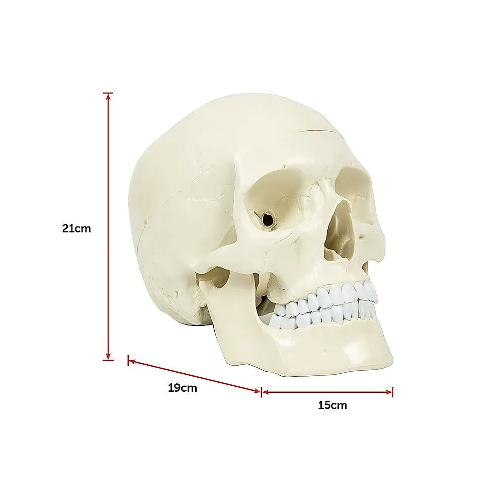 Life-Size Anatomical Skull Model with Movable Jaw & Teeth