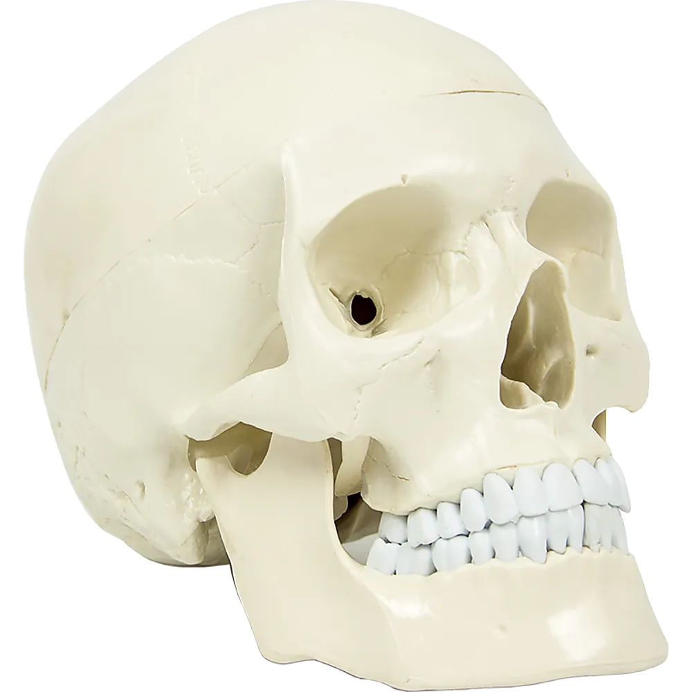 Life-Size Anatomical Skull Model with Movable Jaw & Teeth