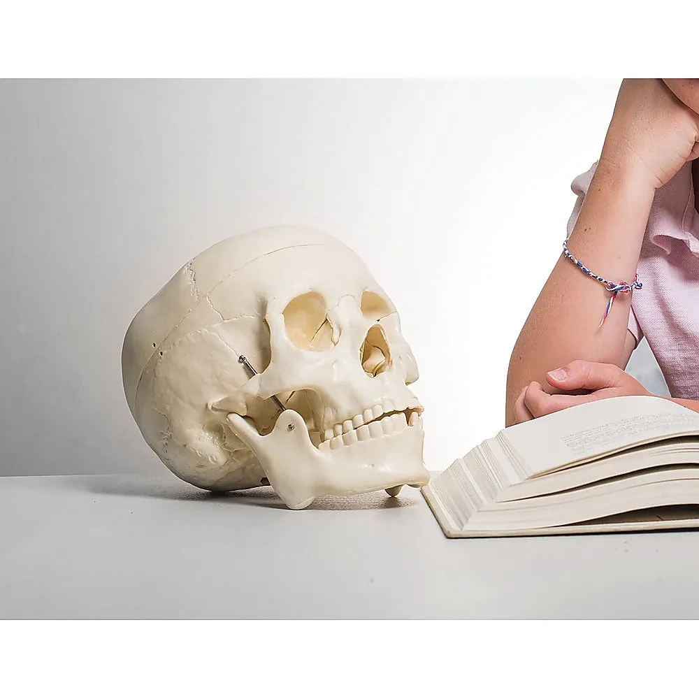 Life-Size Anatomical Skull Model with Movable Jaw & Teeth