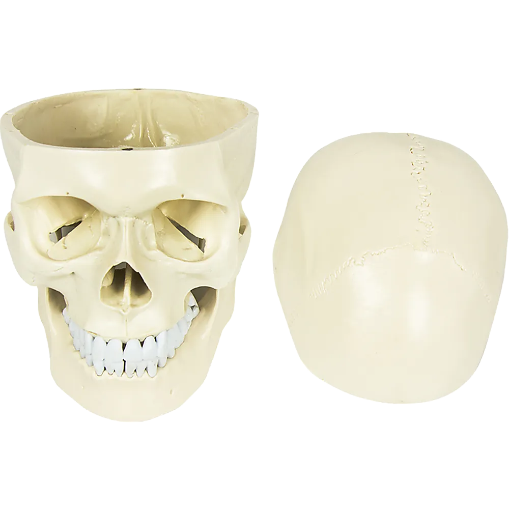 Life-Size Anatomical Skull Model with Movable Jaw & Teeth