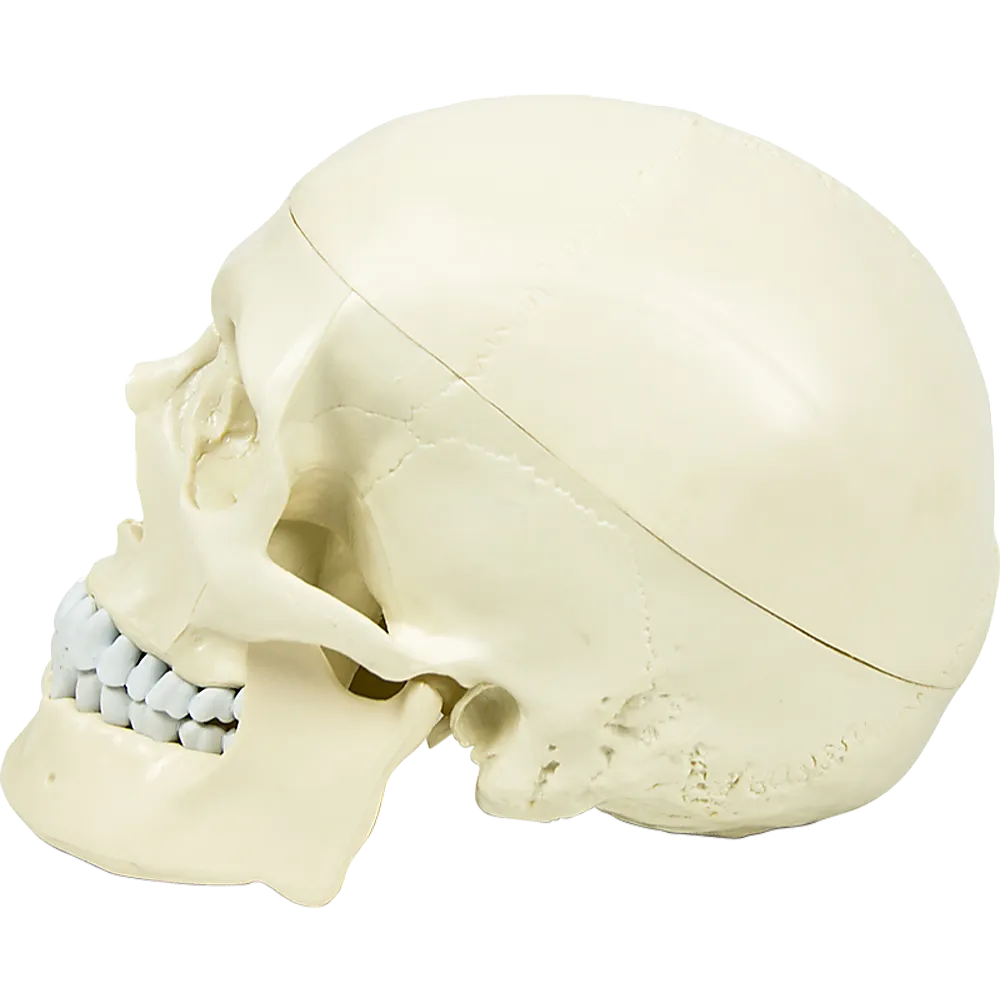 Life-Size Anatomical Skull Model with Movable Jaw & Teeth