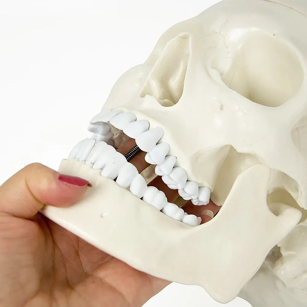 Life-Size Anatomical Skull Model with Movable Jaw & Teeth