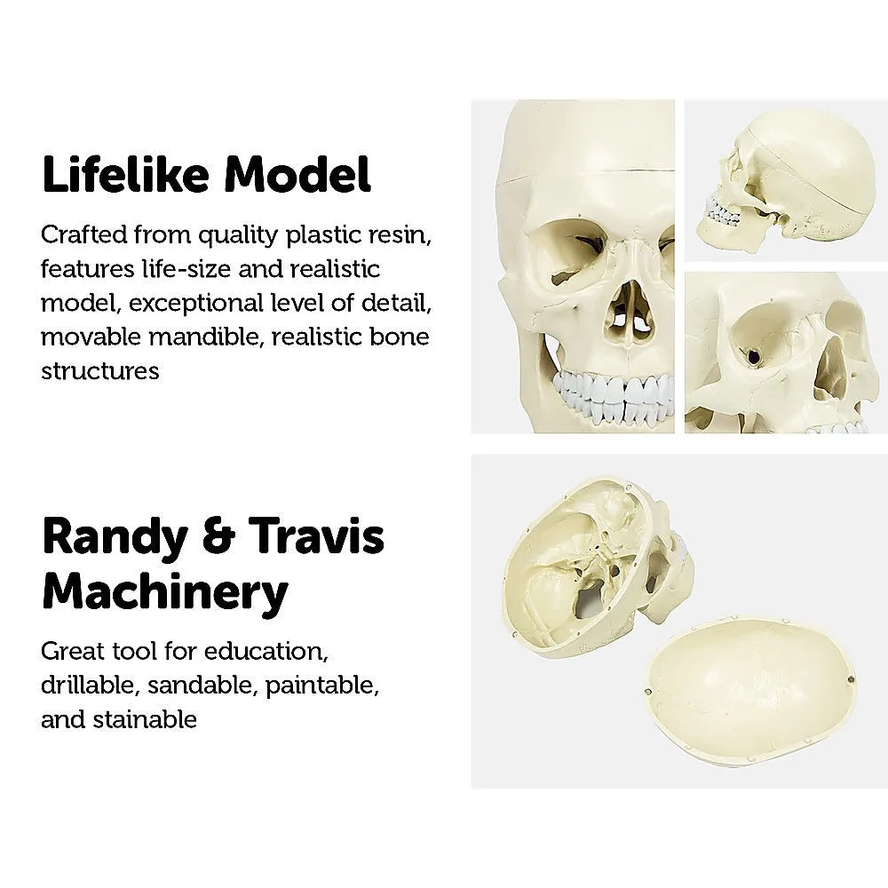 Life-Size Anatomical Skull Model with Movable Jaw & Teeth