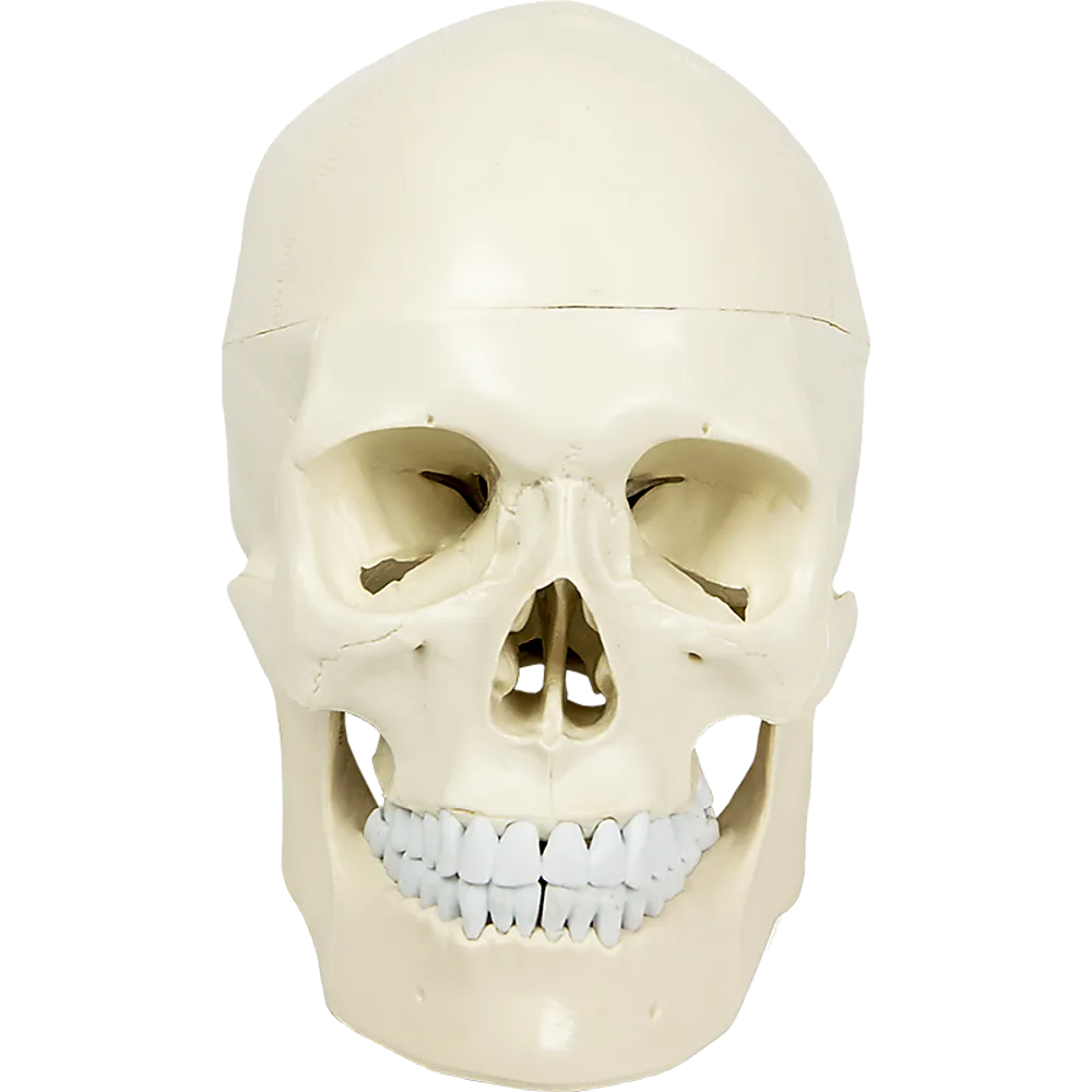 Life-Size Anatomical Skull Model with Movable Jaw & Teeth