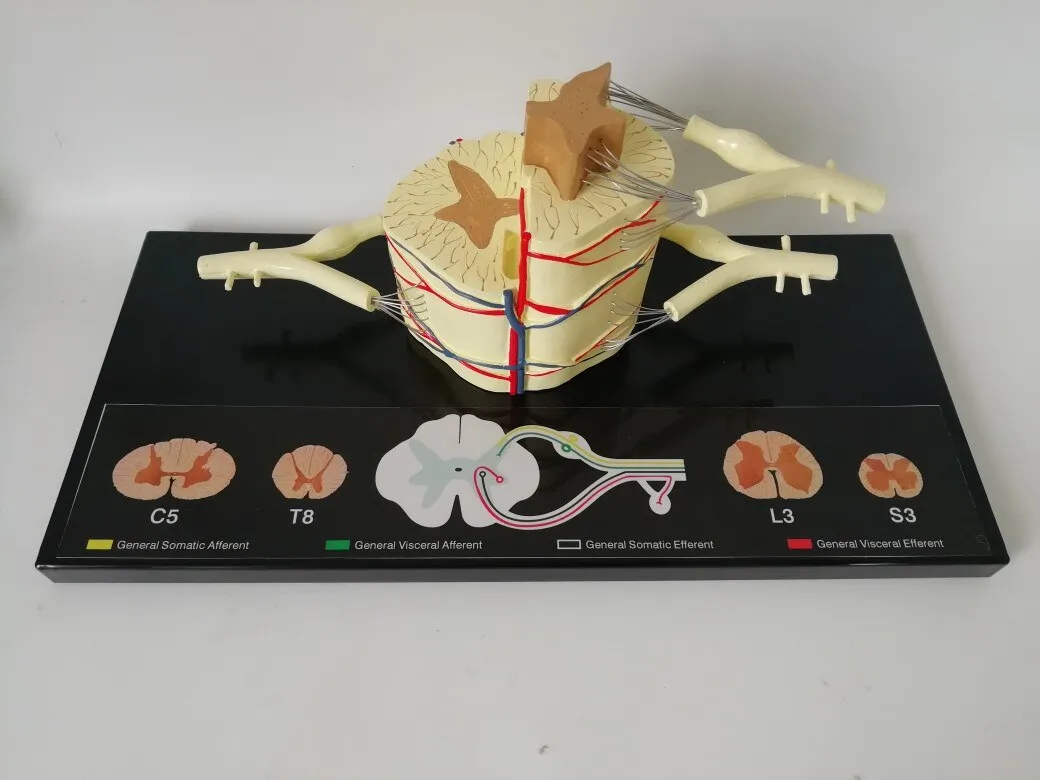 Spinal Cord Nerve Anatomical Model 5 Times Sumal Ventral Dorsal Coccygeal Root  Teaching Resources