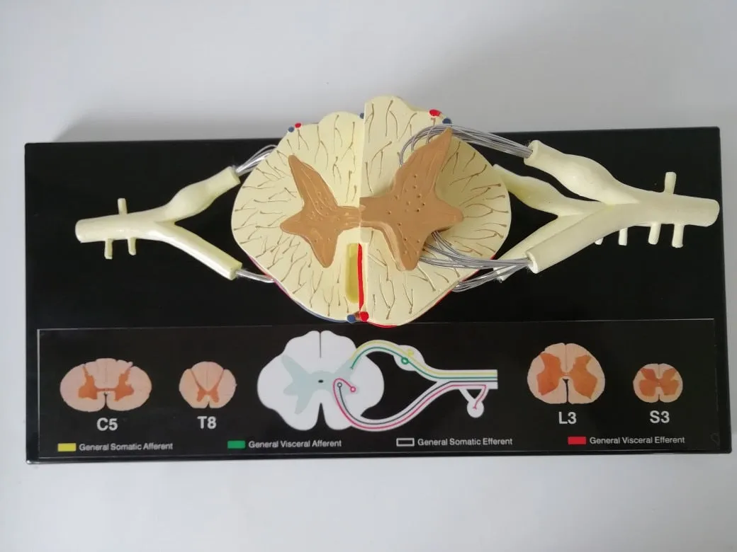 Spinal Cord Nerve Anatomical Model 5 Times Sumal Ventral Dorsal Coccygeal Root  Teaching Resources