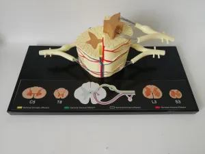 Spinal Cord Nerve Anatomical Model 5 Times Sumal Ventral Dorsal Coccygeal Root  Teaching Resources