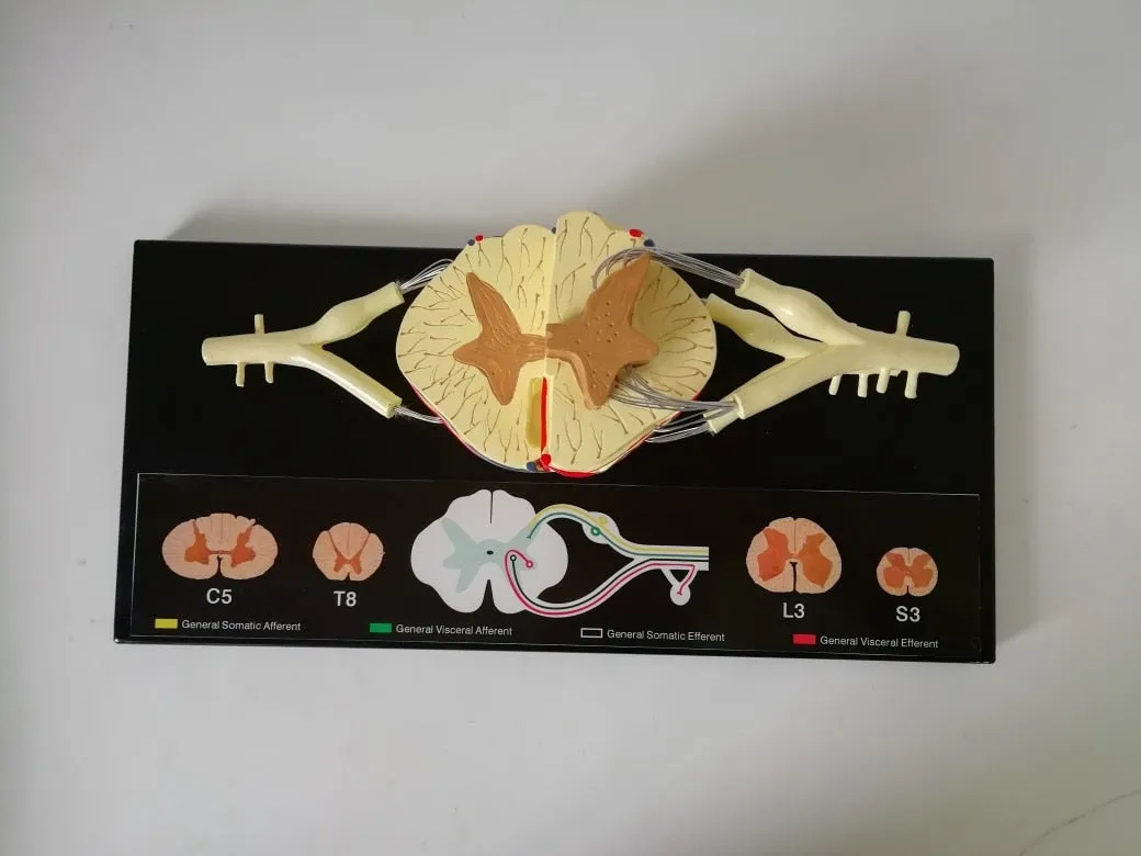 Spinal Cord Nerve Anatomical Model 5 Times Sumal Ventral Dorsal Coccygeal Root  Teaching Resources